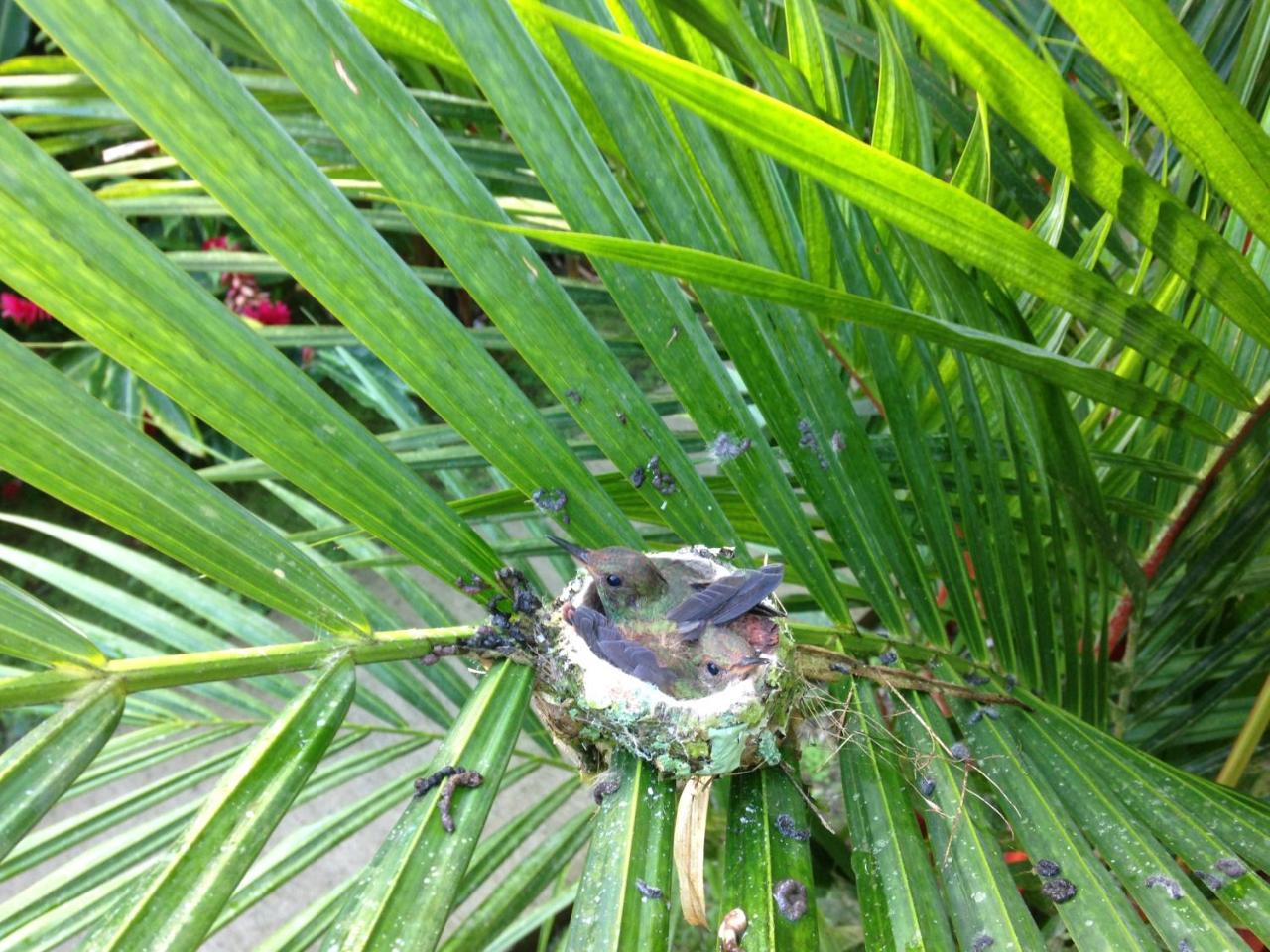 Relax Natural Village Adults Only Puerto Viejo de Talamanca ภายนอก รูปภาพ